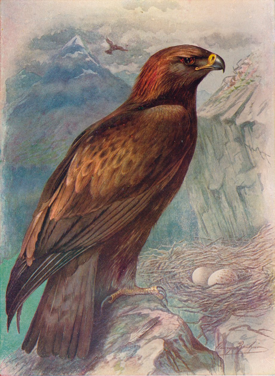 Altın Kartal - Aquila chrysaetos, c 1910, 1910 by George James Rankin