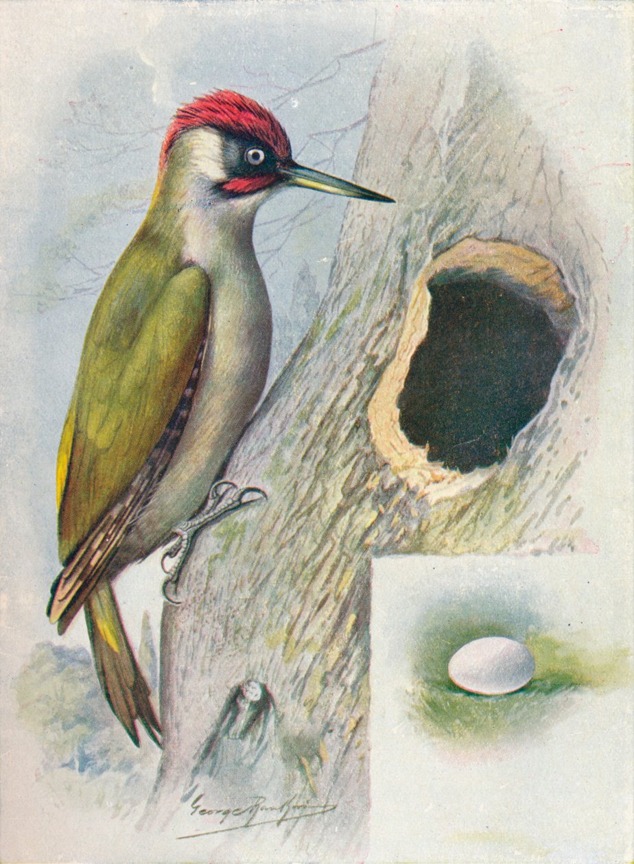 Yeşil Ağaçkakan - Gecinus viridis, c1910, 1910 by George James Rankin