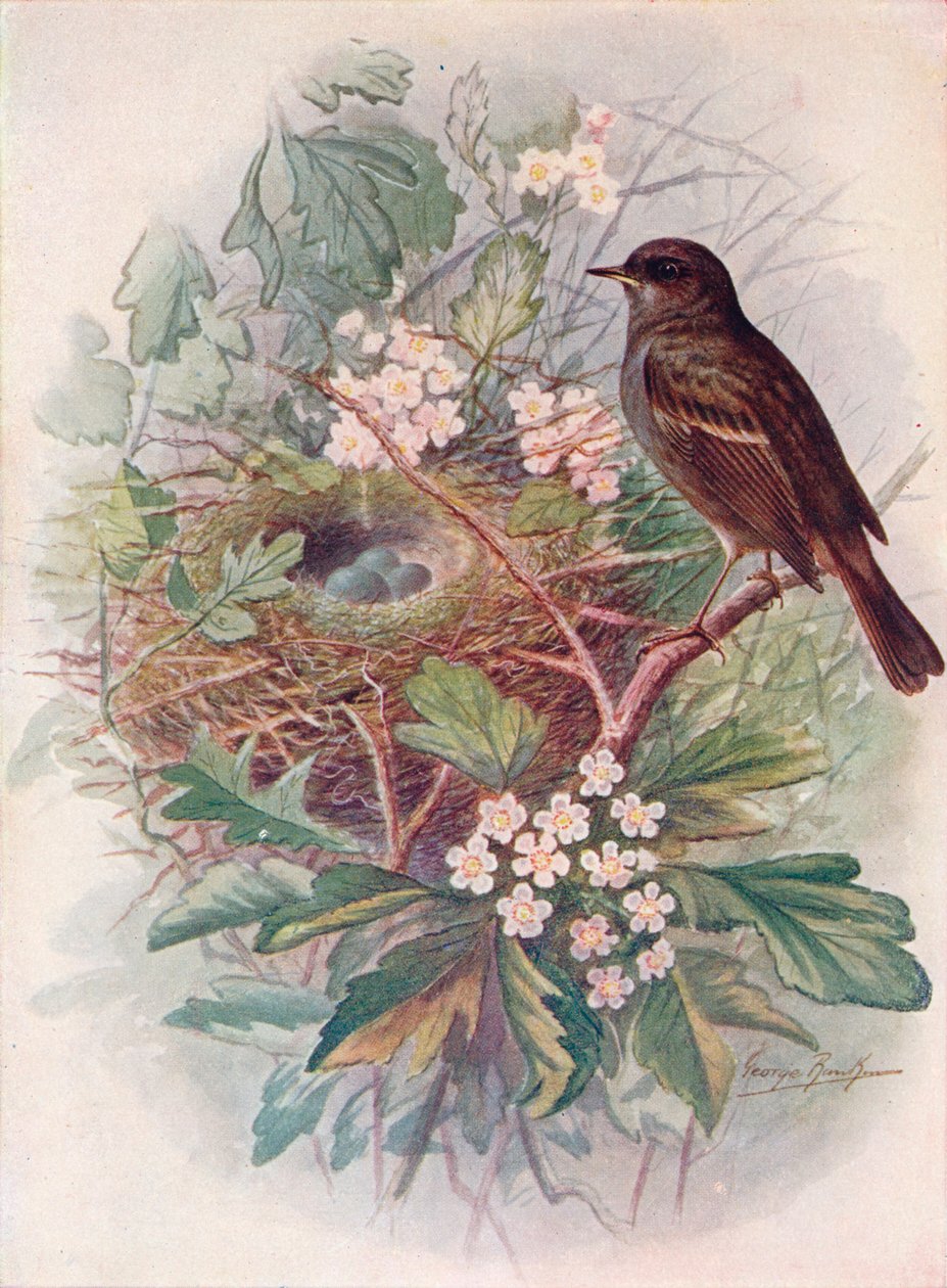 Hedgesparrow - Accentor modüler, c1910, 1910 by George James Rankin