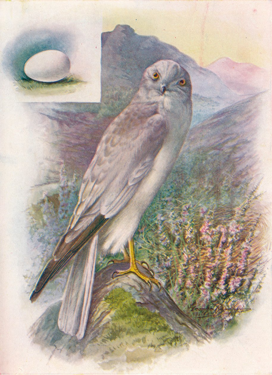 Hen-Harrier - Sirk cyaneus, c1910, 1910 by George James Rankin