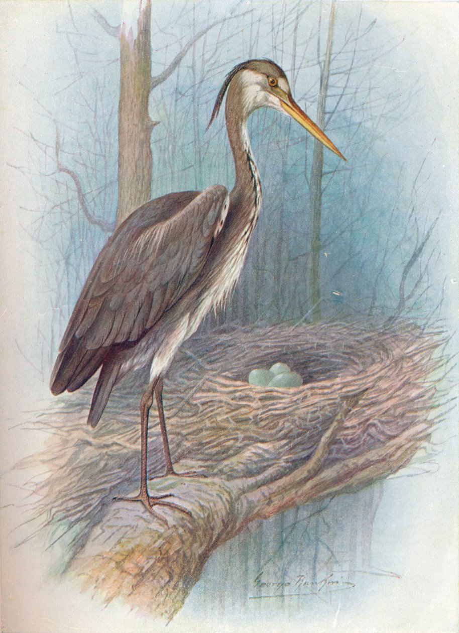 Balıkçıl - Ardea cinerea, c1910, 1910 by George James Rankin