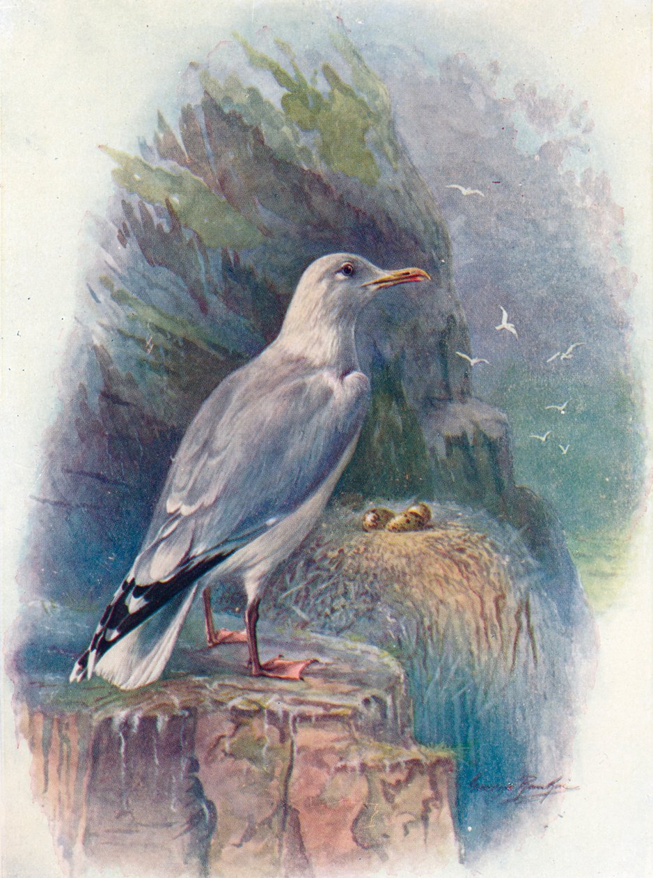 Ringa Martı - Larus argentatus, c1910, 1910 by George James Rankin