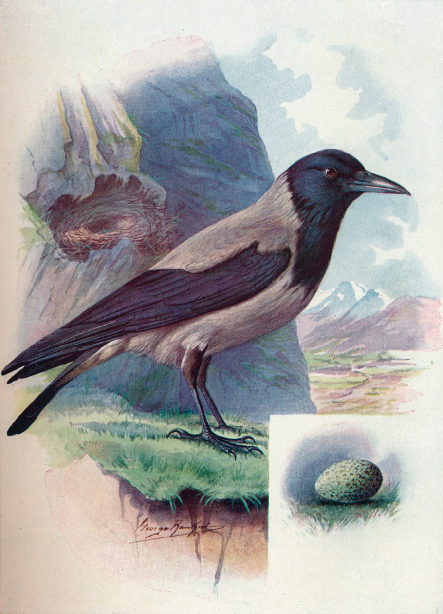 Kapşonlu Karga - Corvus cornix, c1910, 1910 by George James Rankin