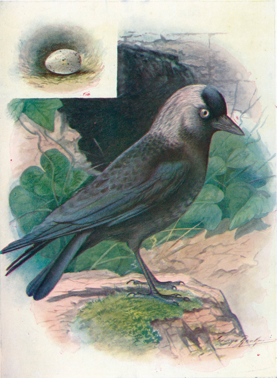 Küçük karga - Corvus monedula, c1910, 1910 by George James Rankin