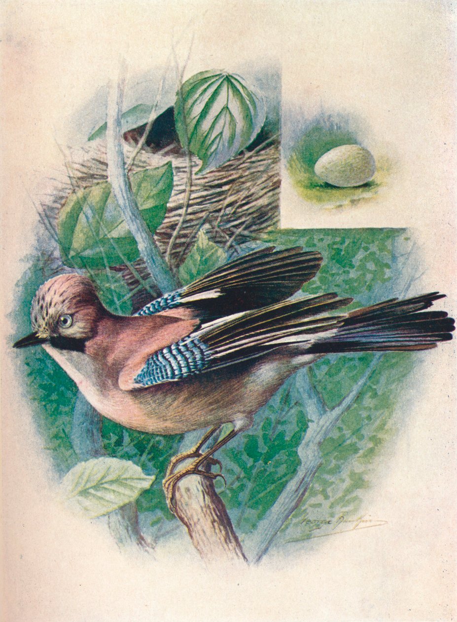 Jay- Garrulus glandarius, c1910, 1910 by George James Rankin