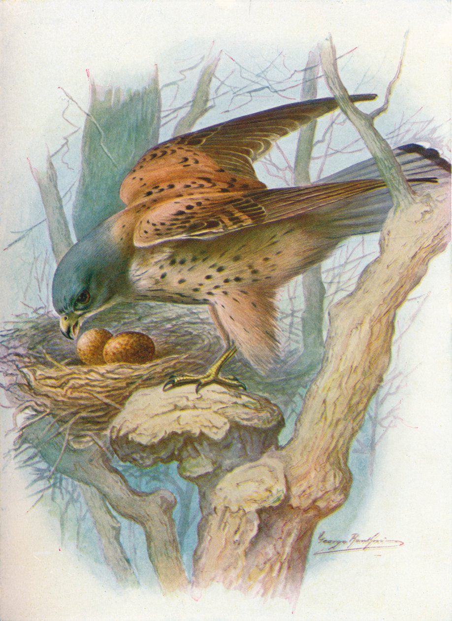 Kerkenez - falco tinnunculus, c1910, 1910 by George James Rankin