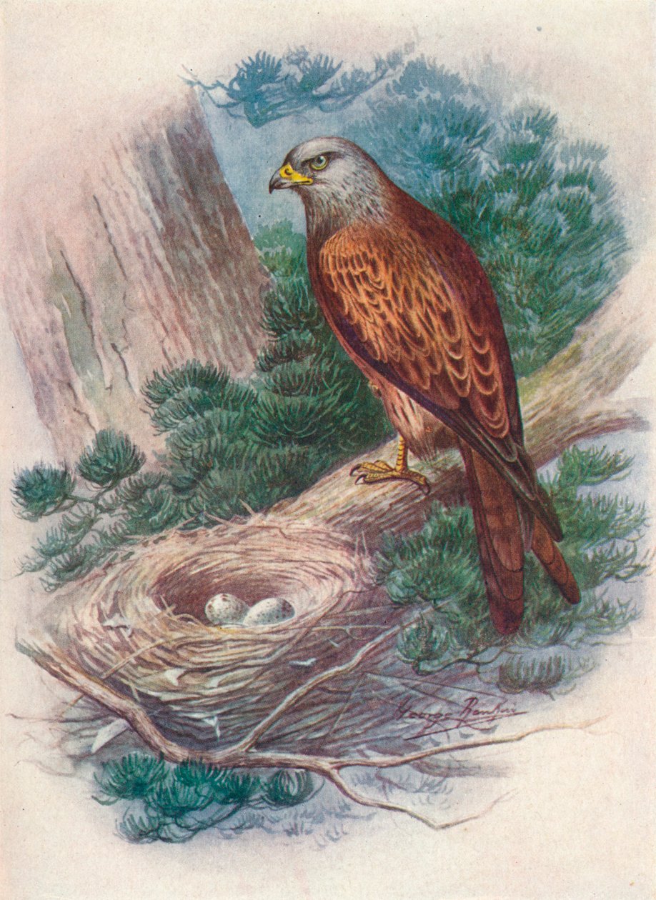 Uçurtma - Milvus ictinus, c1910, 1910 by George James Rankin