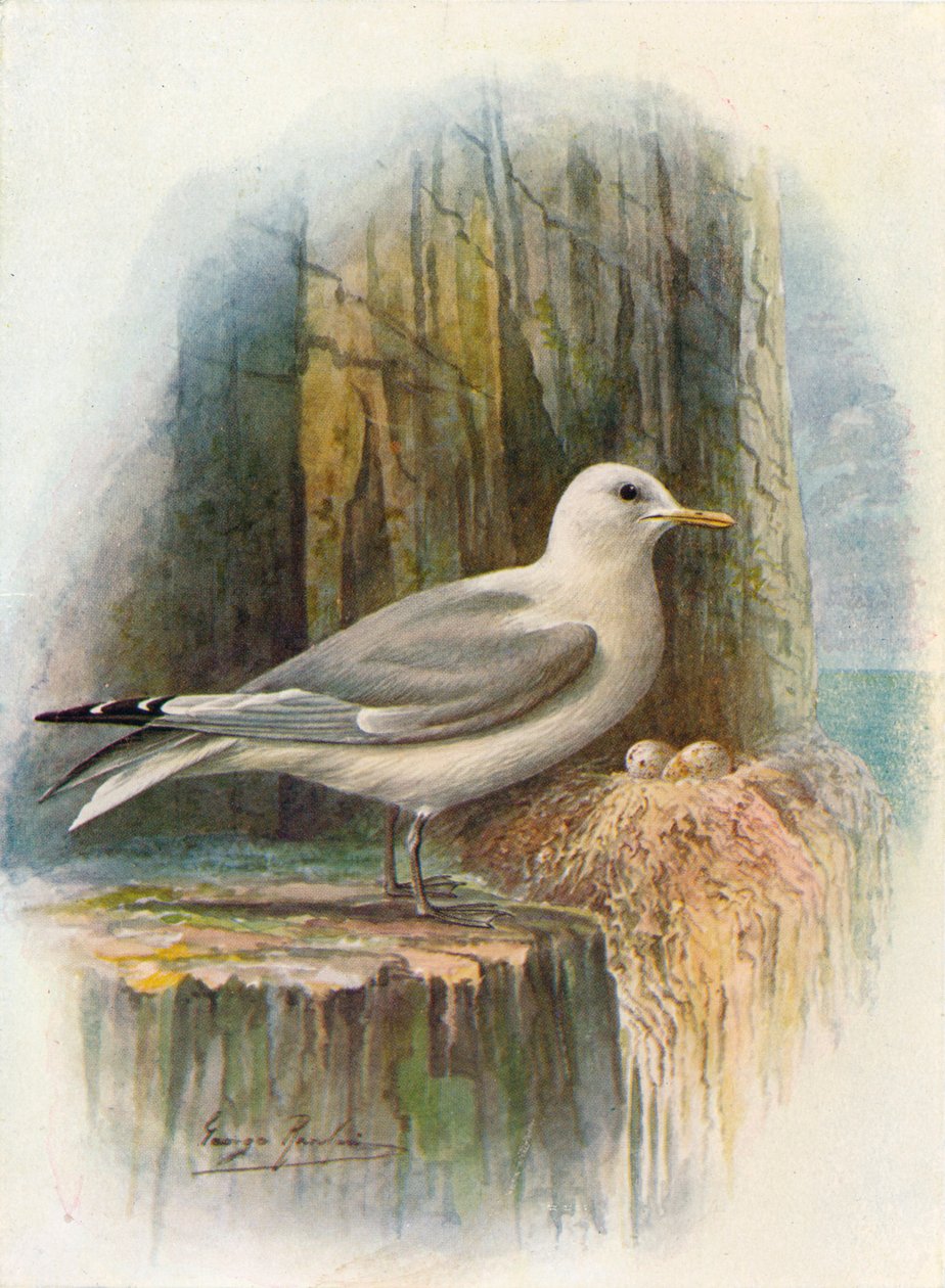 Kittiwake - Rissa tridactyla, c1910, 1910 by George James Rankin