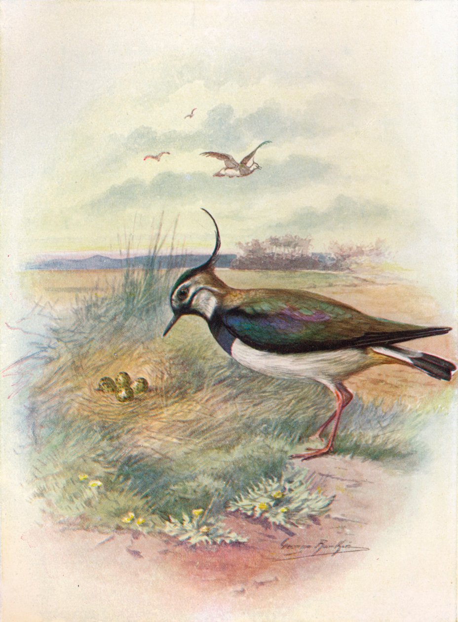 Lepwing veya Peewit - Vnellus vulgaris, c1910, 1910 by George James Rankin