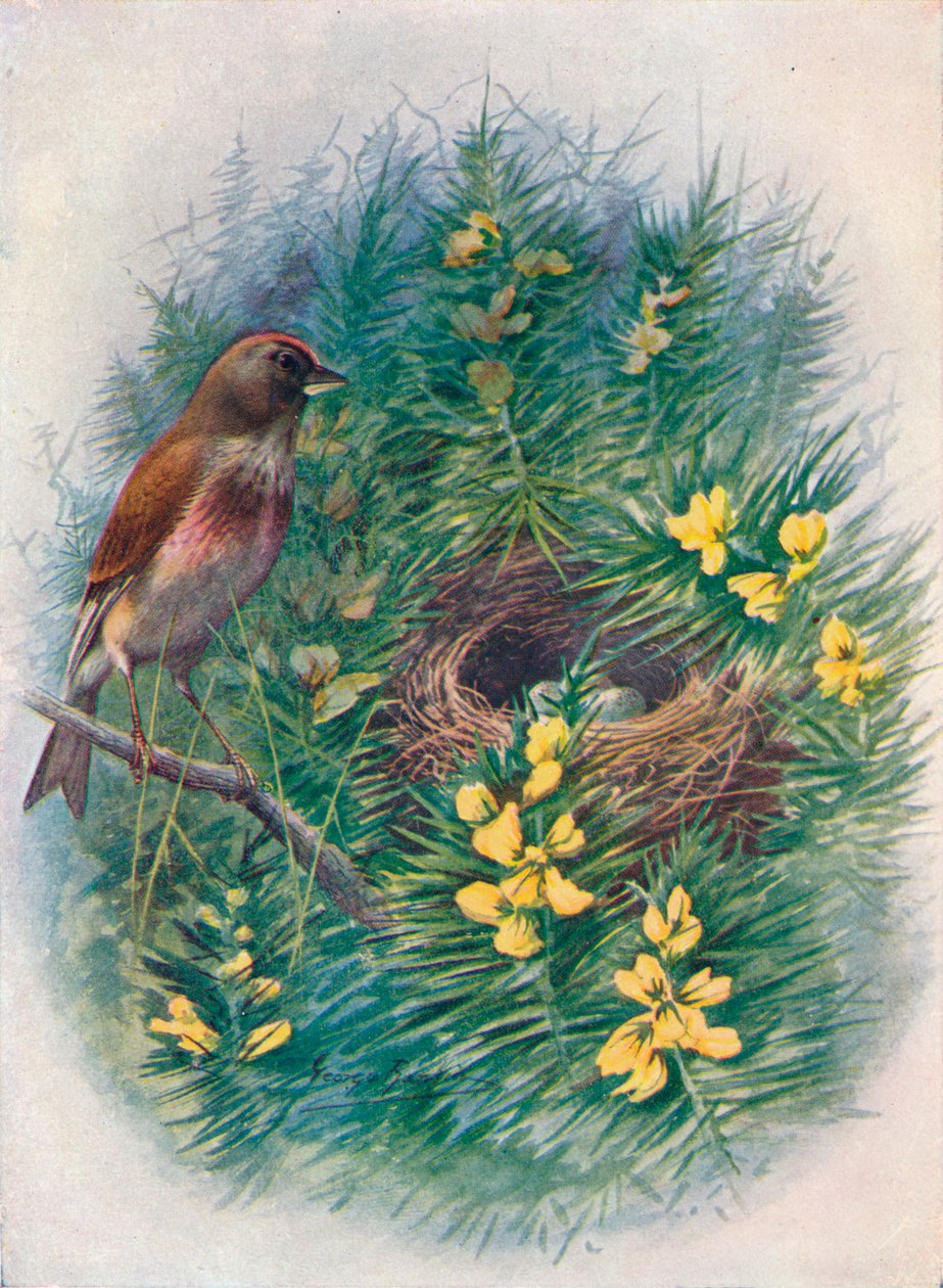 Linnet - Linota esrar, c1910, 1910 by George James Rankin