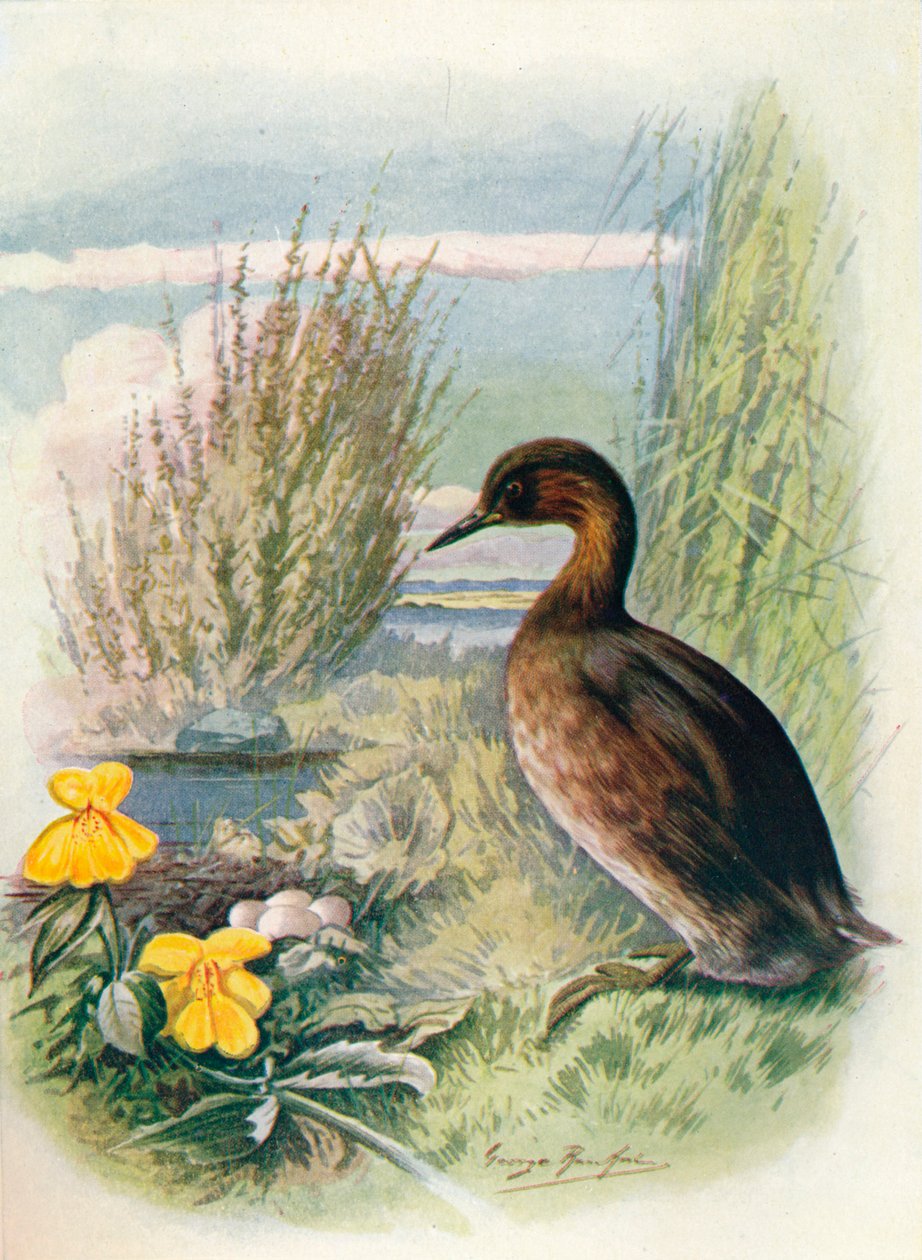 Küçük Batağan veya Dabchick - Podicipes fluviatilis, c1910, 1910 by George James Rankin