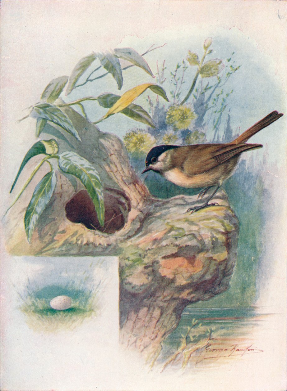 Marsh-Tit - Parus palustris, c1910, 1910 by George James Rankin