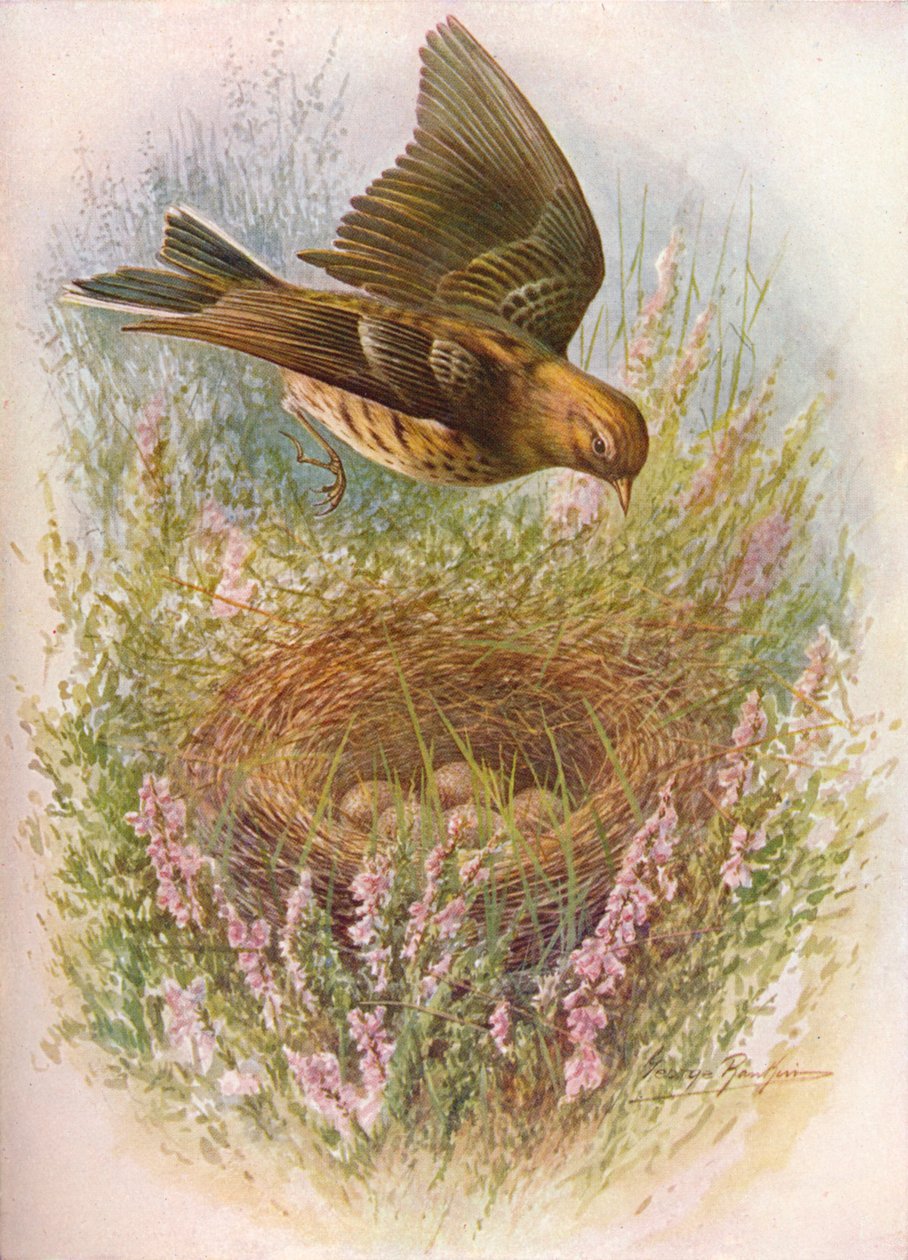 Meadow-Pipit veya Titlark - Anthus pratensis, c1910, 1910 by George James Rankin