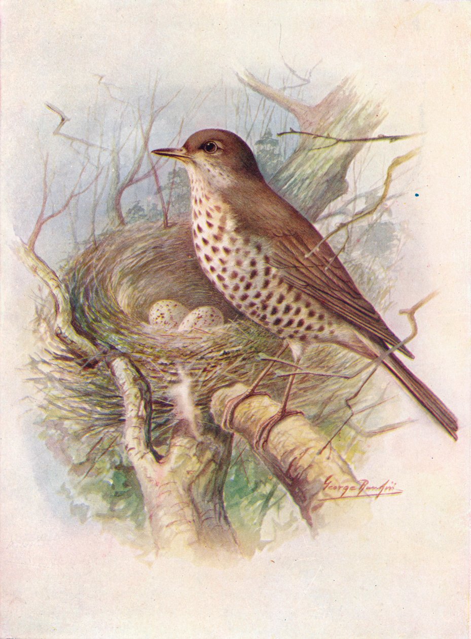 Ökseotu - Turdus viscivorus, c1910, 1910 by George James Rankin