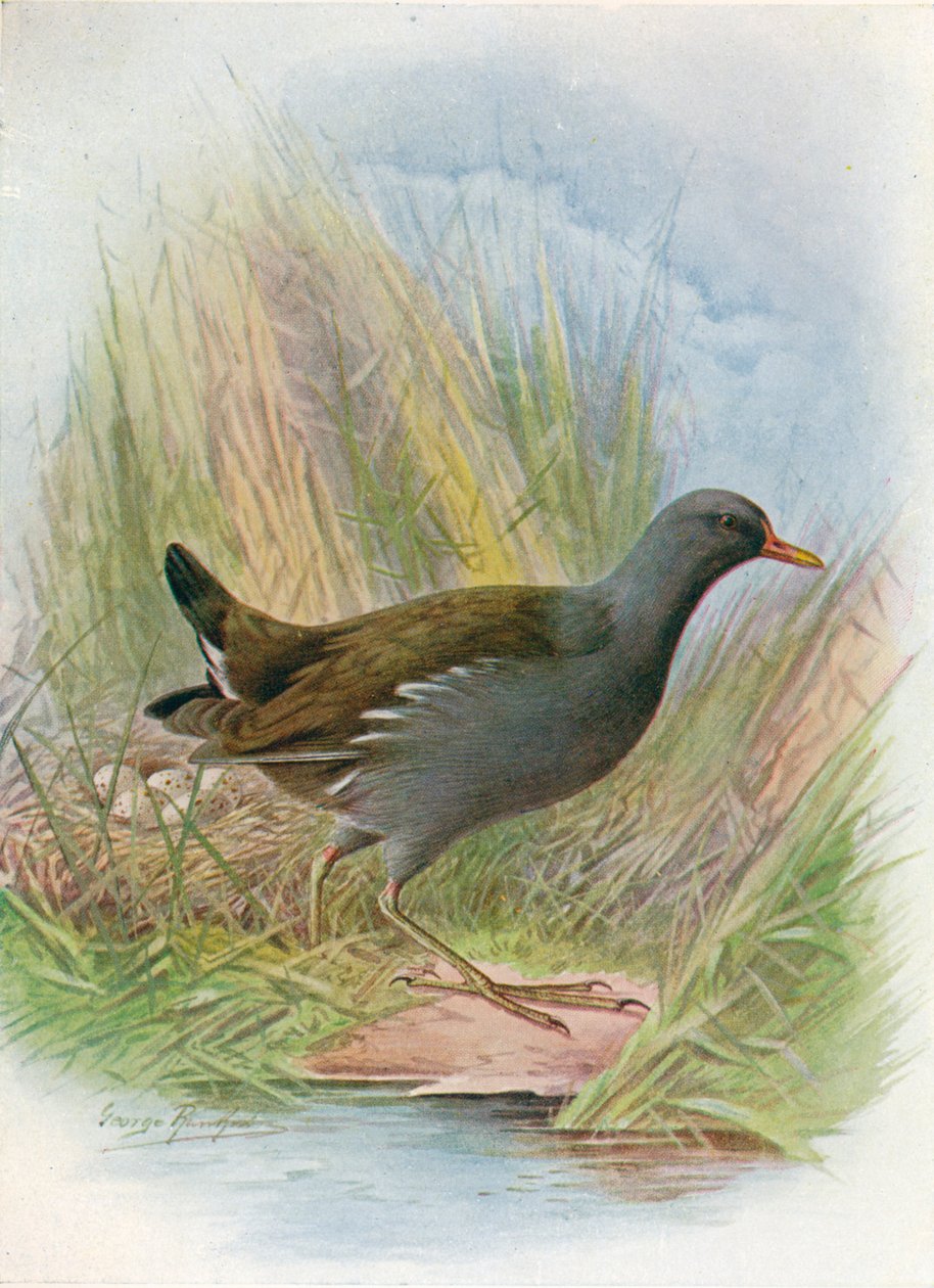 Moorhen veya Waterhen - Gallinula chloropus, c1910, 1910 by George James Rankin