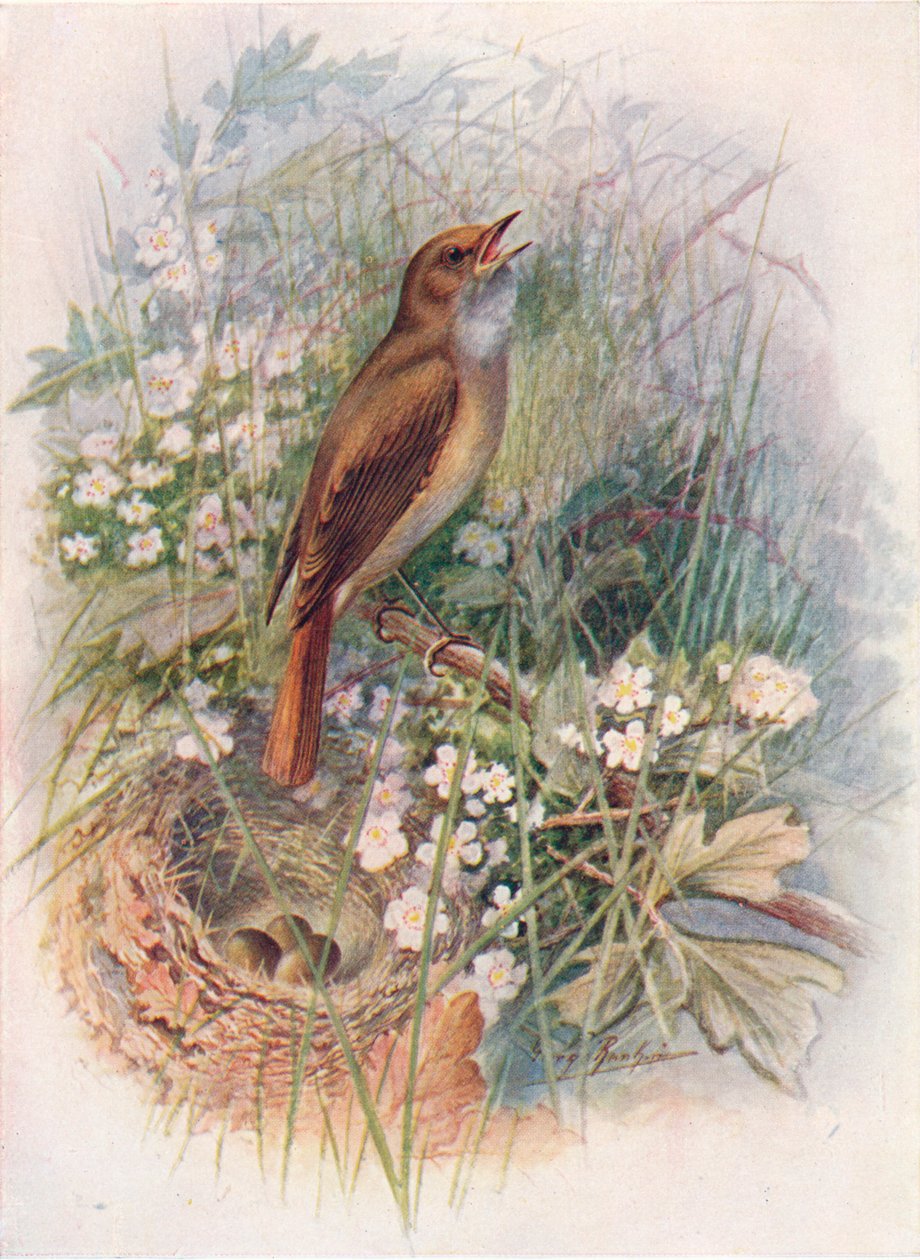 Bülbül - Daulias luscinia, c1910, 1910 by George James Rankin