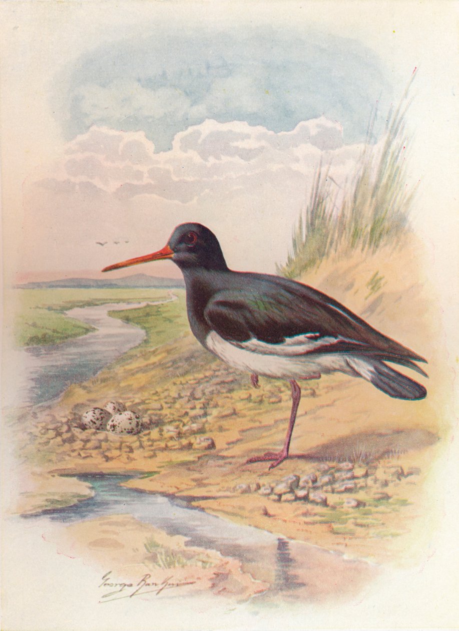 İstiridye Yakalayıcı - Haematopus ostralegus, c1910, 1910 by George James Rankin