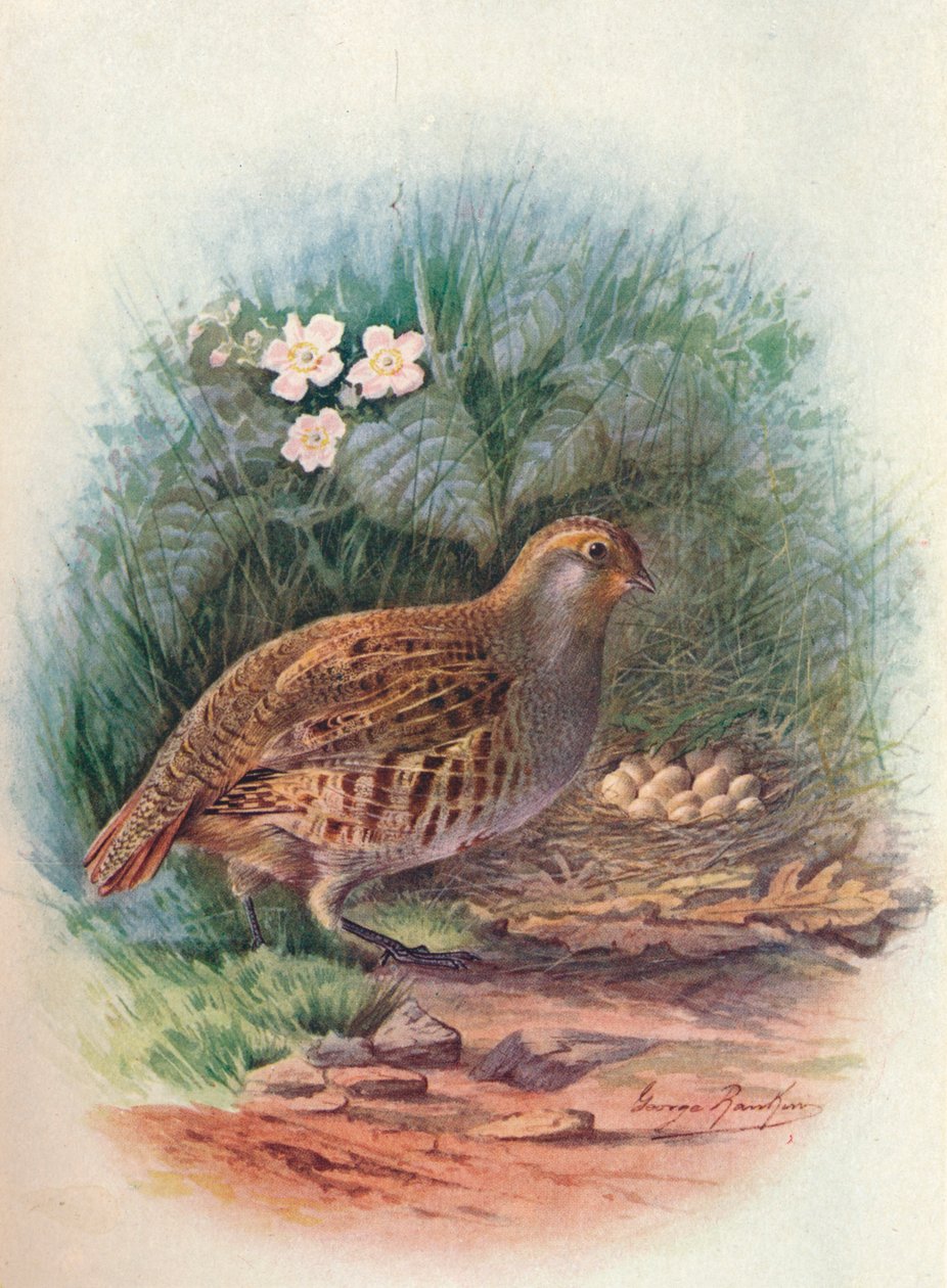 Keklik - Perdix cinerea, c1910, 1910 by George James Rankin