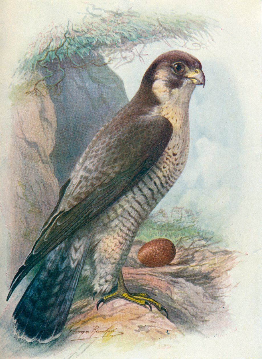 Peregrine Falcon - Falco peregrinus, c1910, 1910 by George James Rankin
