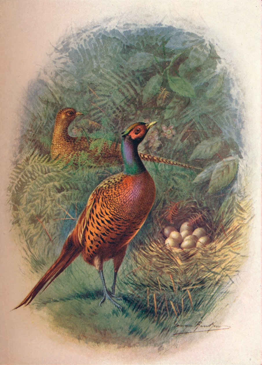 Sülün - Phasianus colchicus, c1910, 1910 by George James Rankin