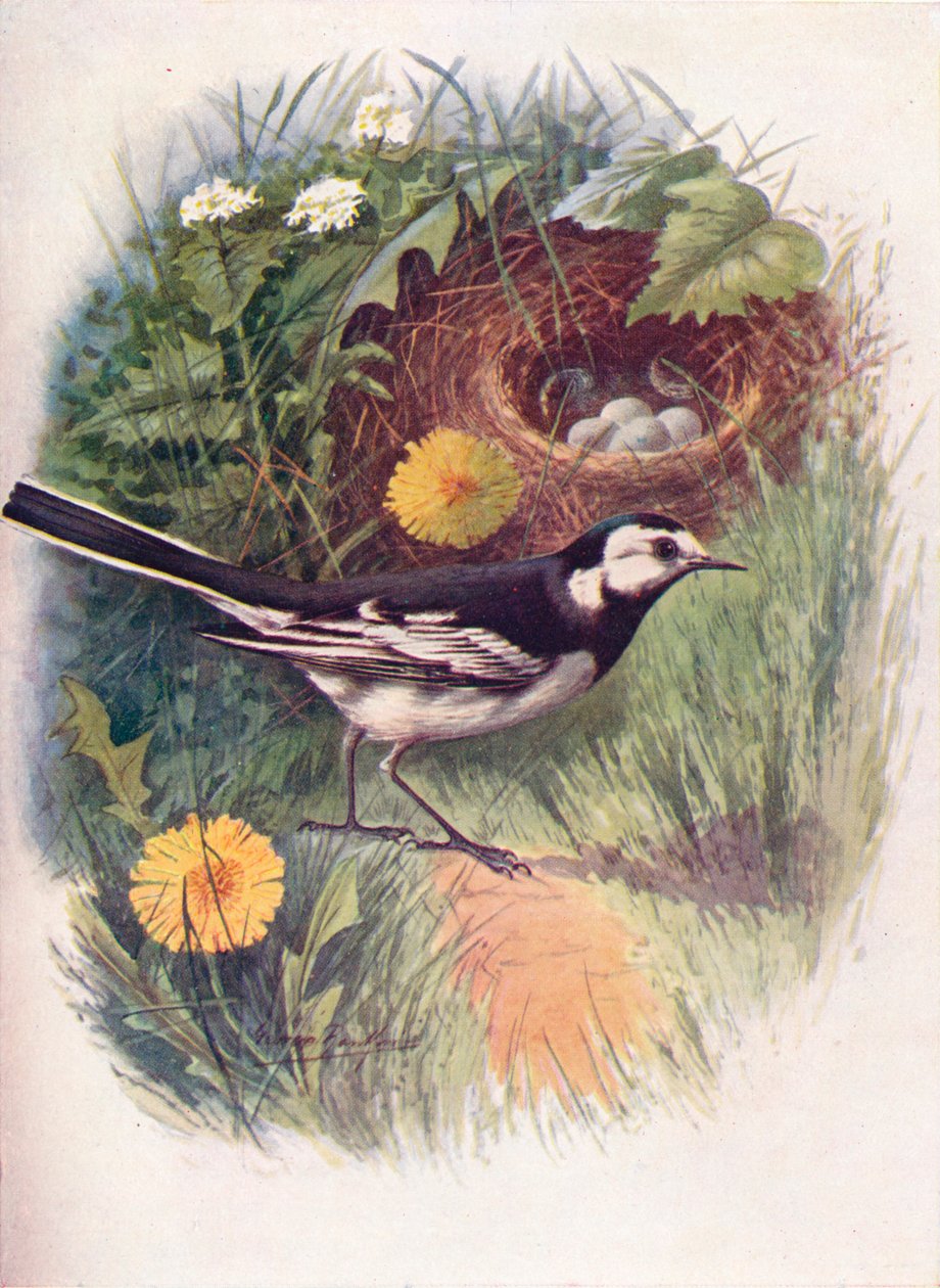 Alaca Kuyruklu - Motacilla lugubris, c1910, 1910 by George James Rankin