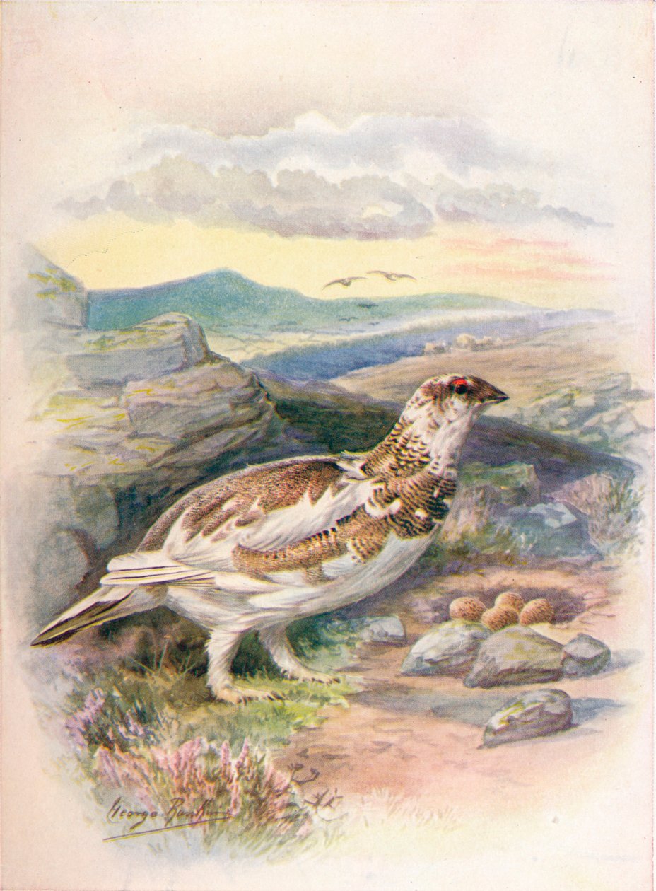 Ptarmigan - Lagopus mutus, c1910, 1910 by George James Rankin