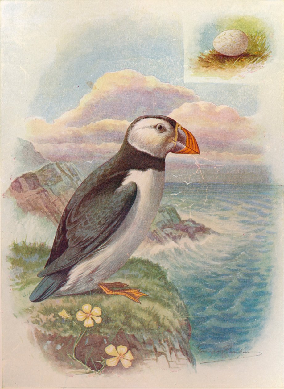 Puffin - Fratercula arctica, c1910, 1910 by George James Rankin