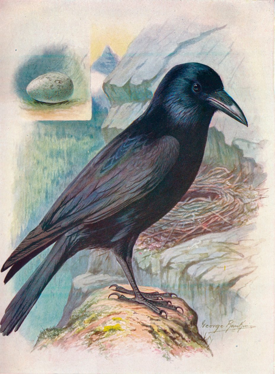 Kuzgun - Corvus corax, c1910, 1910 by George James Rankin
