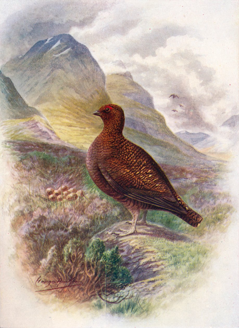 Kızıl Orman Tavuğu - Lagopus scoticus, c1910, 1910 by George James Rankin