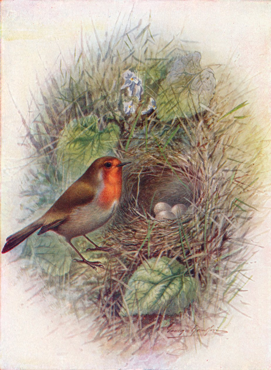 Redbreast veya Robin - Erithacus rubecula, c1910, 1910 by George James Rankin