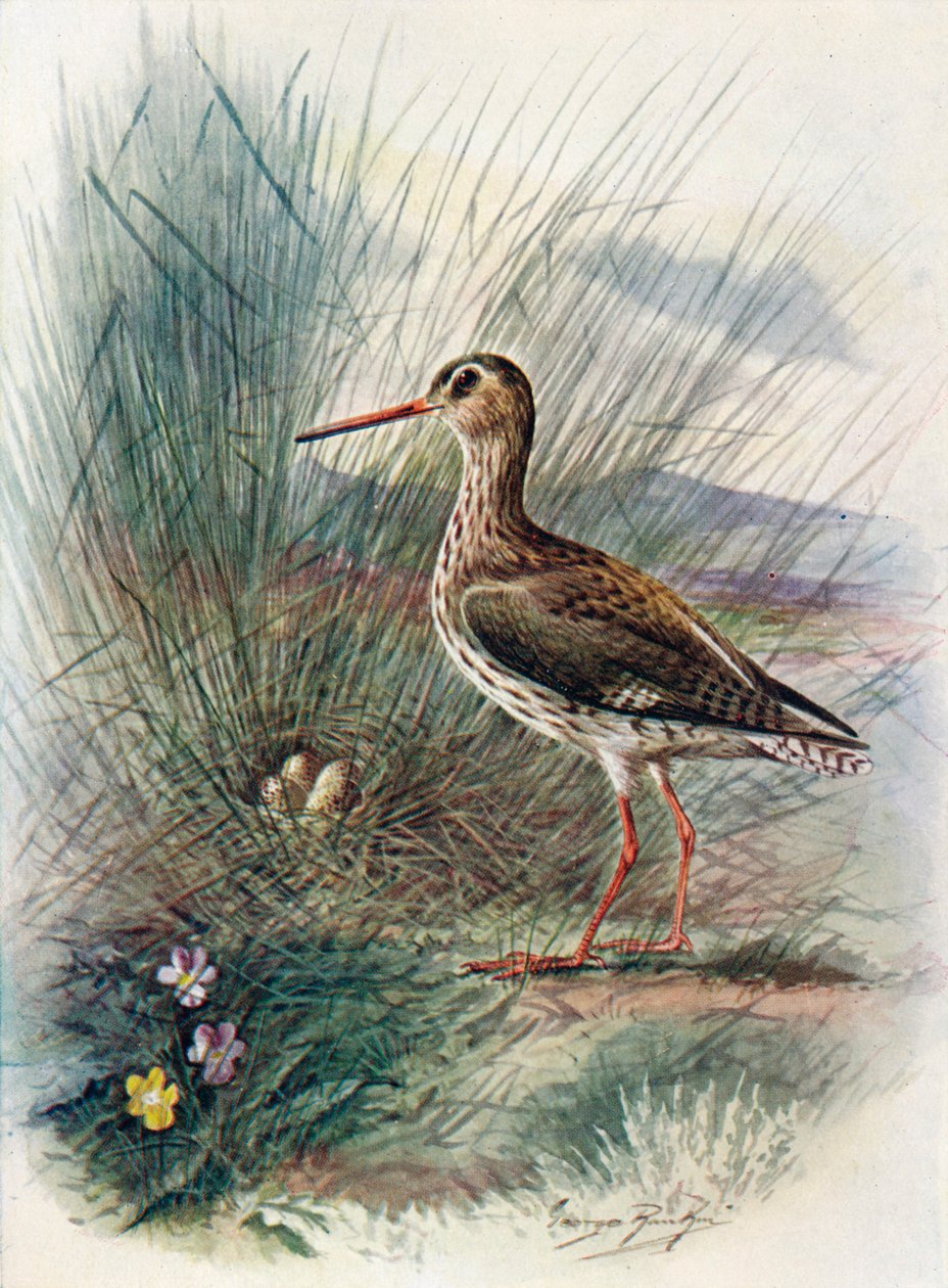 Kızılbacak - Totanus calidris, c1910, 1910 by George James Rankin