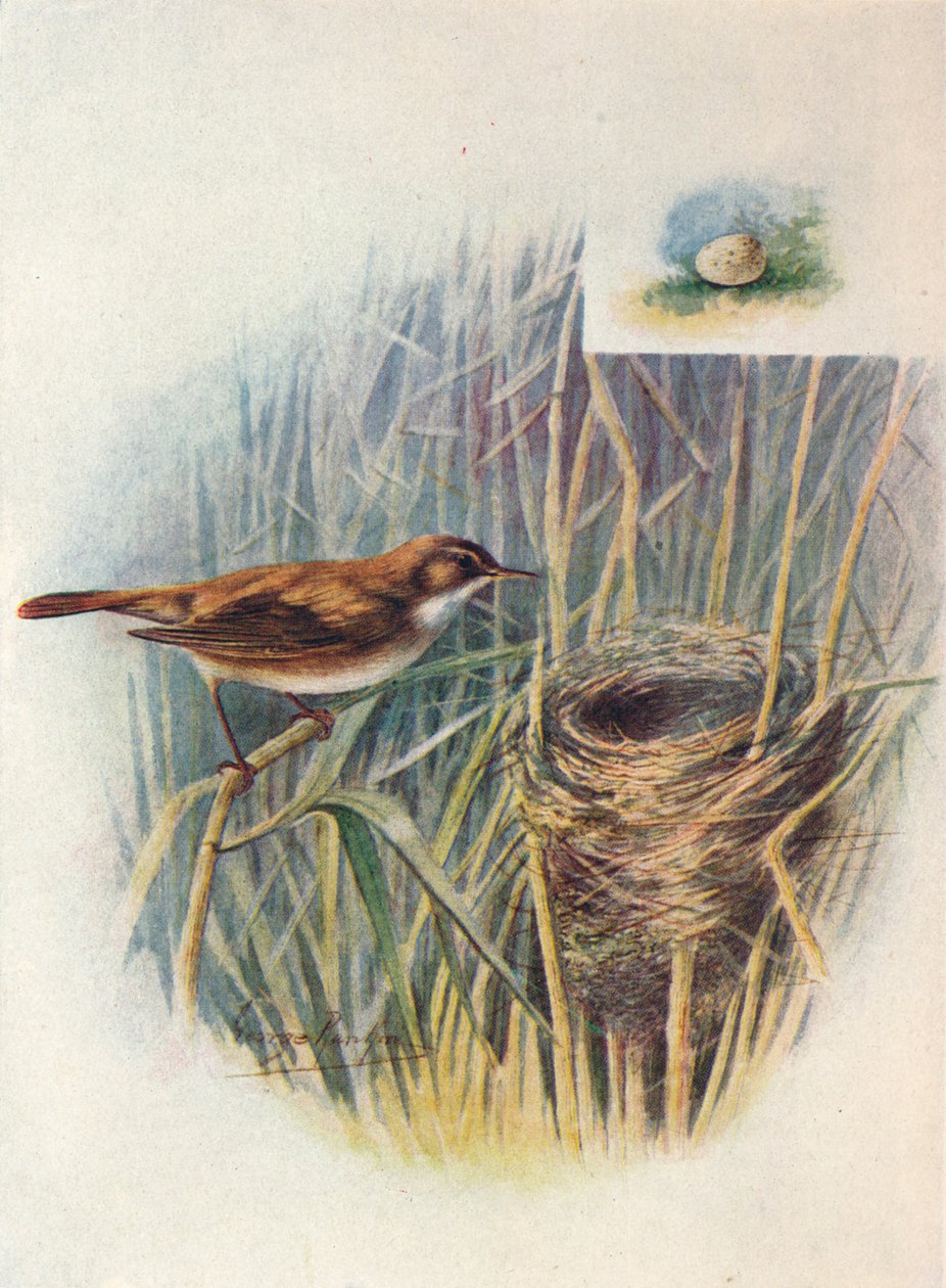 Reed-Warbler - Acrocephalus streperus, c1910, 1910 by George James Rankin