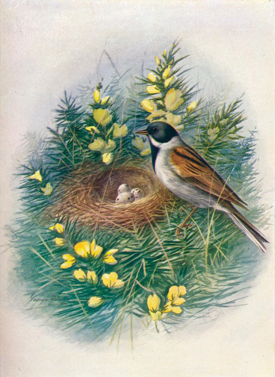 Reed Kiraz Kuşu - Emberiza schoeniclus, c1910, 1910 by George James Rankin
