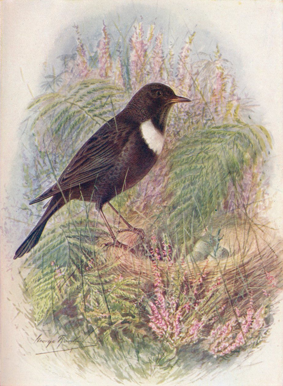Ring-Ousel - Turdus torquatus, c1910, 1910 by George James Rankin