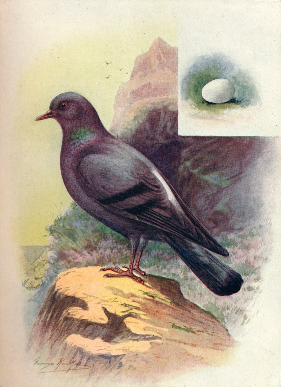 Kaya-Güvercin - Columba livia, c1910, 1910 by George James Rankin