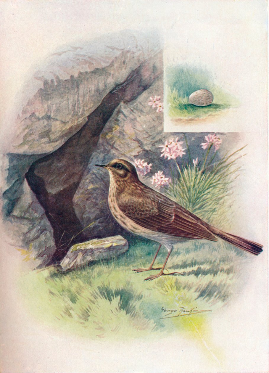 Rock-Pipit - Anthus obscurus, c1910, 1910 by George James Rankin