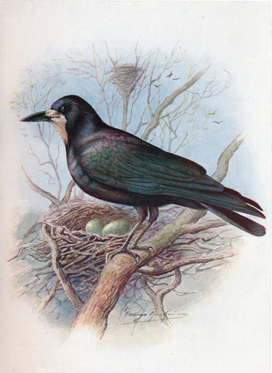 Kale - Corvus frugilegus, c1910, 1910 by George James Rankin
