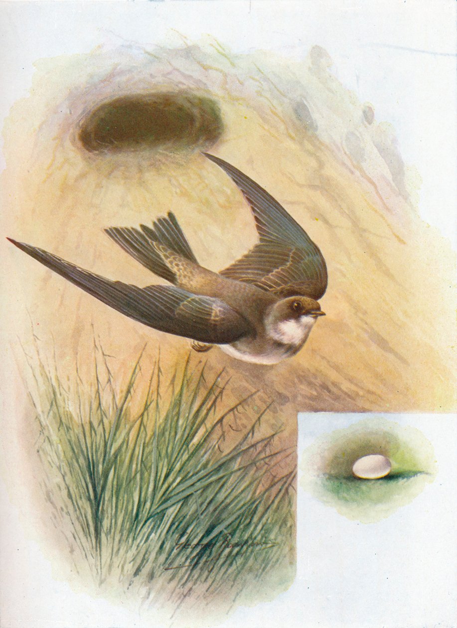 Sand-Martin - Cotile nehir kıyısı, c1910, 1910 by George James Rankin