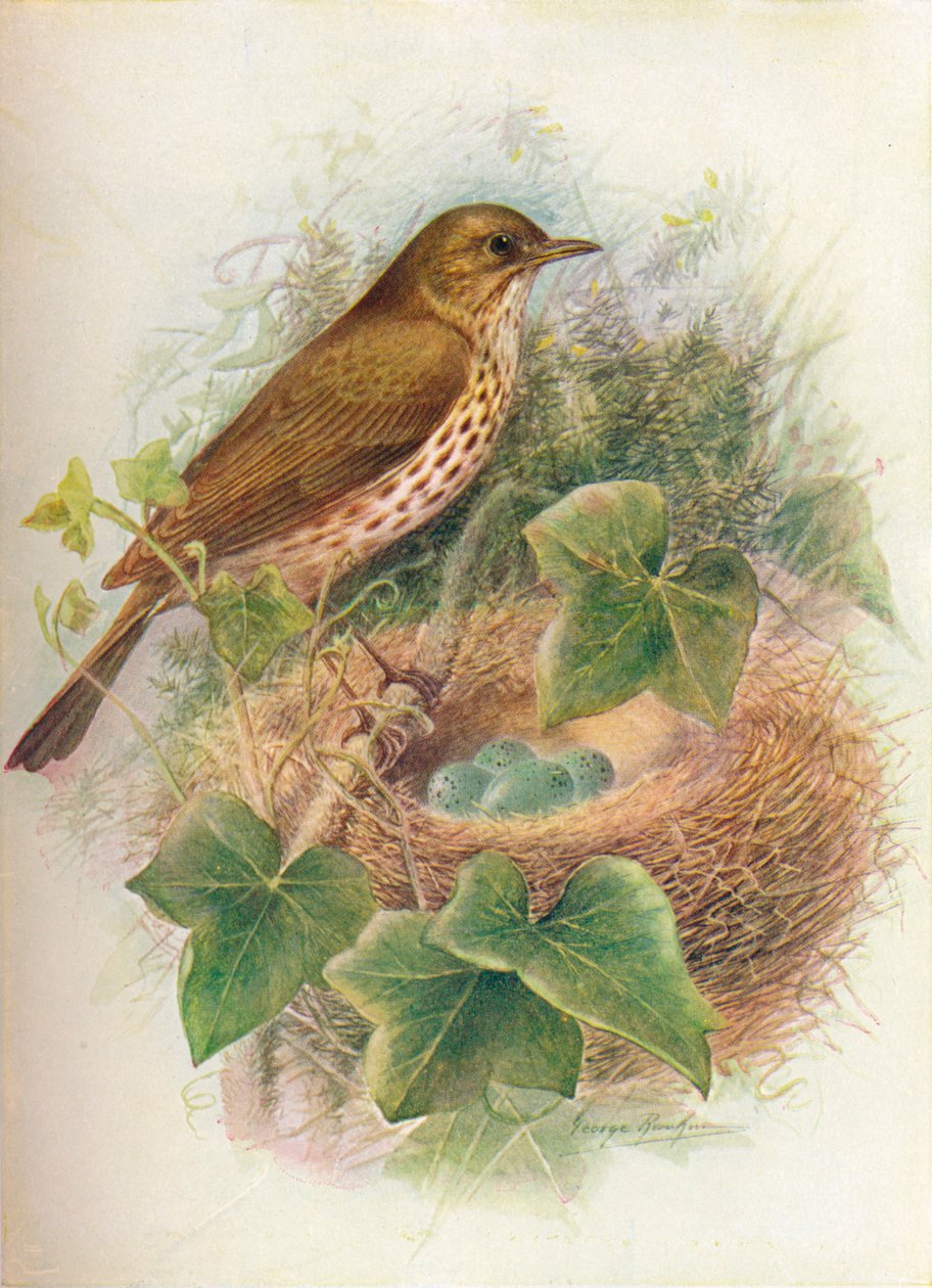 Song-Thrush veya Mavis - Turdus musicus, c1910, 1910 by George James Rankin