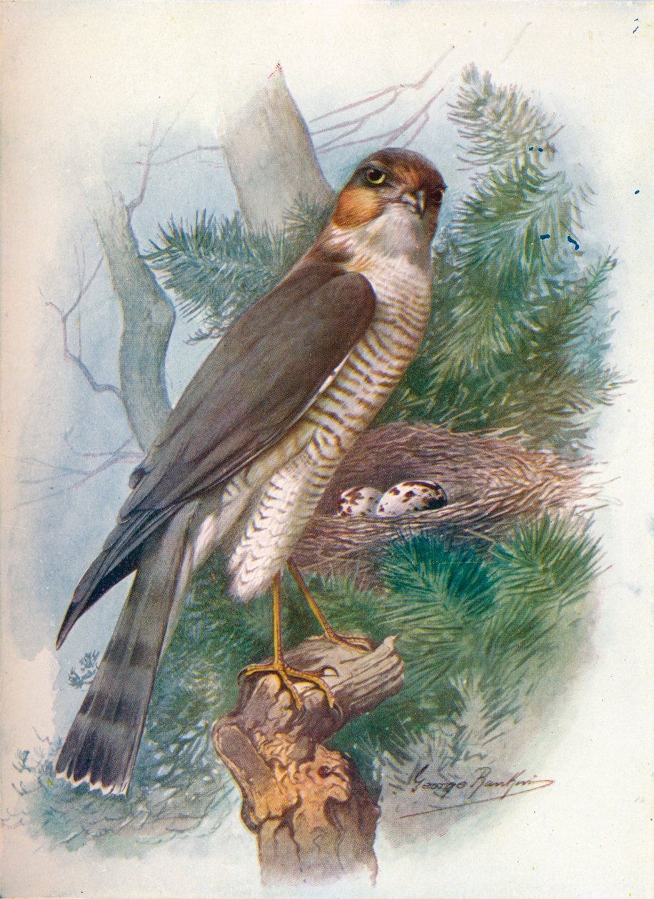 Serçe-Şahin - Accipiter nisus, c1910, 1910 by George James Rankin