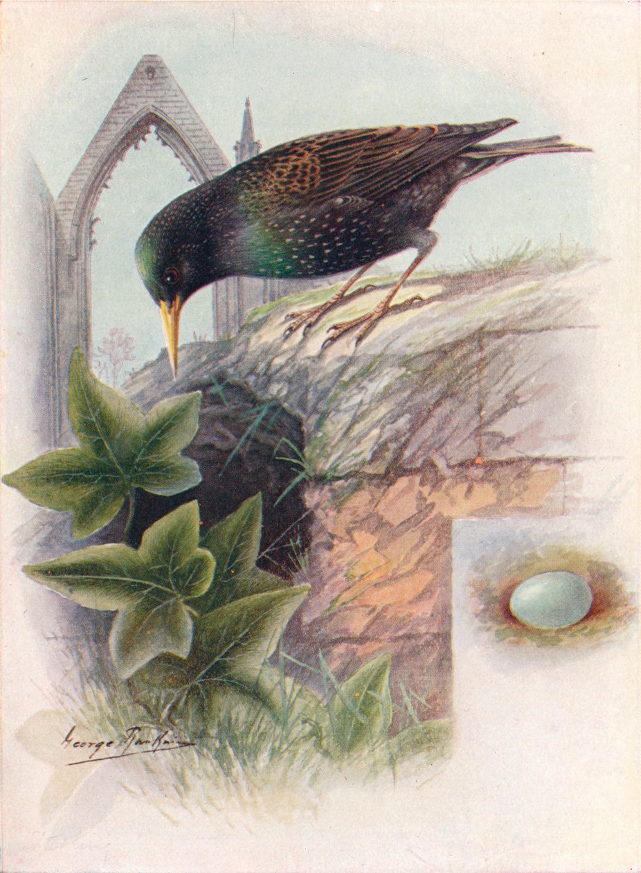 Starling - Sturnus vulgaris, c1910, 1910 by George James Rankin