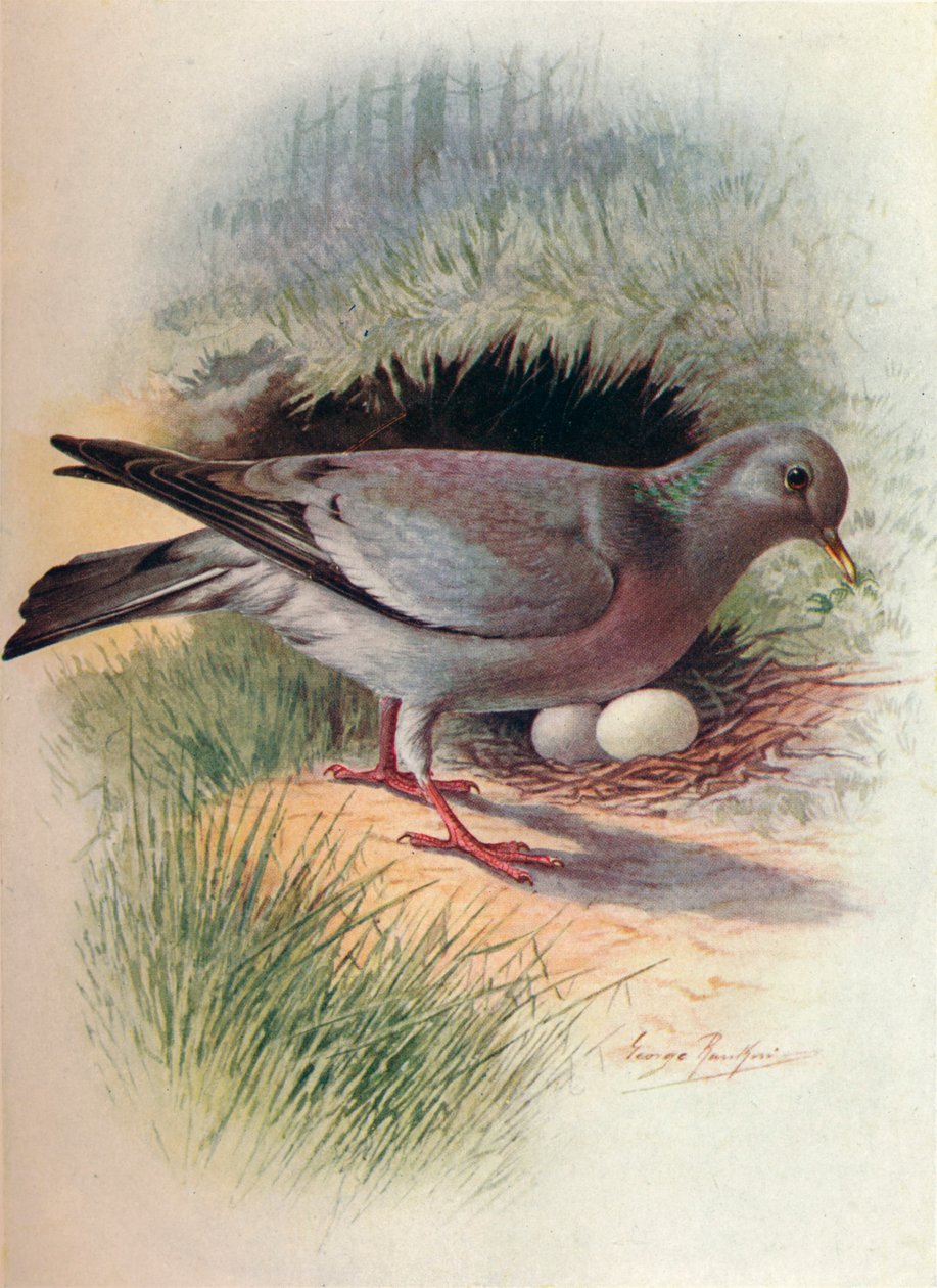 Stok-Güvercin - Columba oenas, c1910, 1910 by George James Rankin