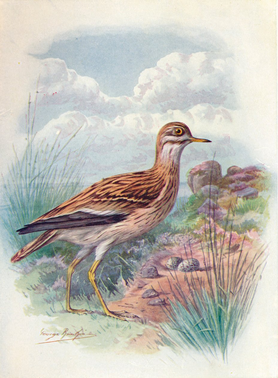 Stone-Curlew, Norfolk Cılıbıt veya Kalın Diz - OEdicnemus scolopax, c1910, 1910 by George James Rankin
