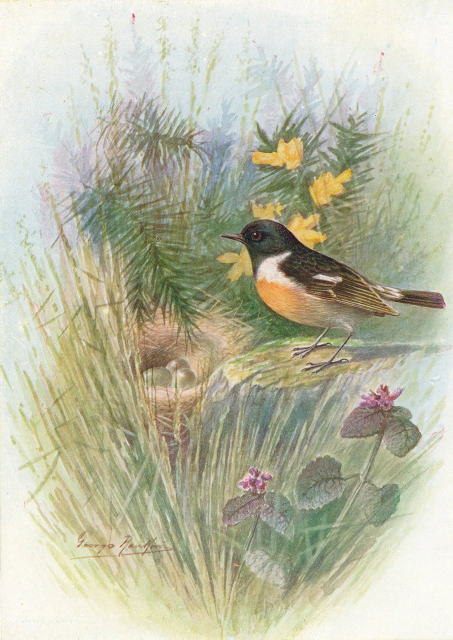 Stonechat - Pratincola rubicola, c1910, 1910 by George James Rankin