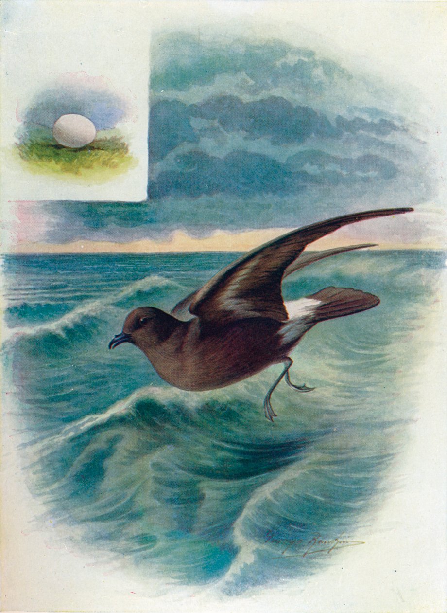 Fırtına Kuşu - Procellaria pelagica, c1910, 1910 by George James Rankin