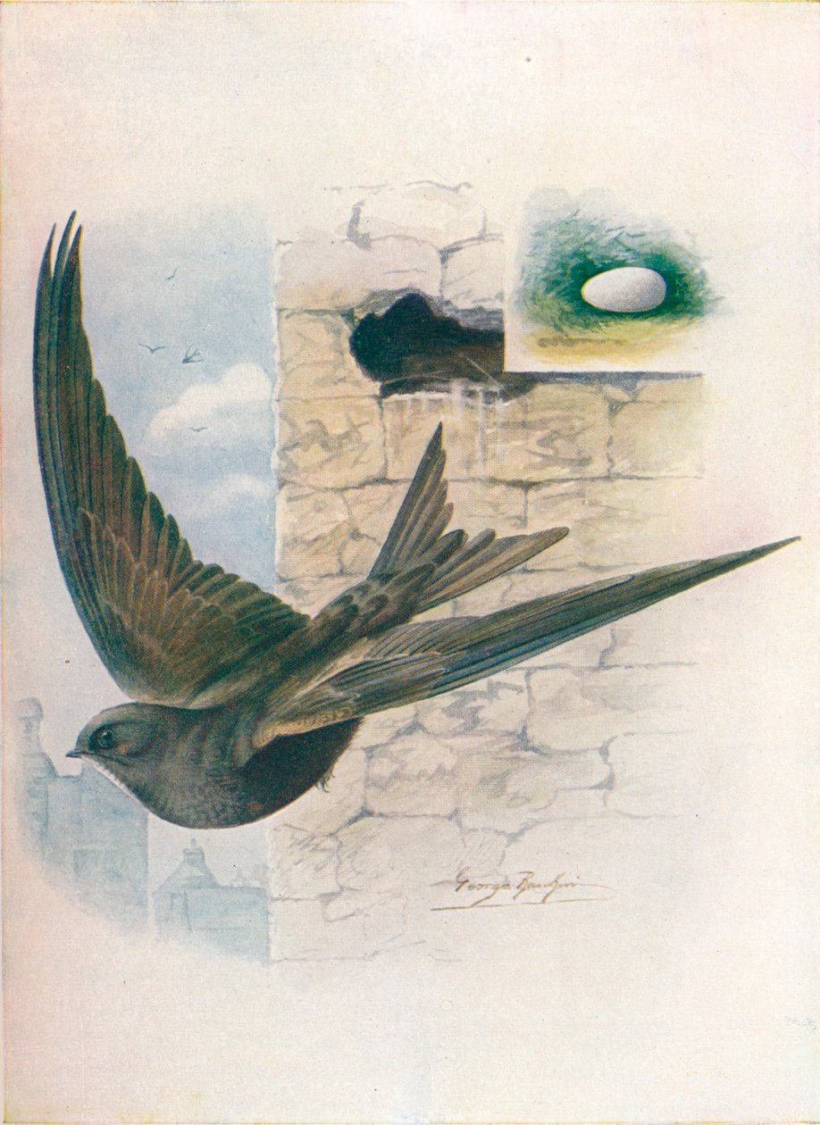 Swift - Cypselus apus, c1910, 1910 by George James Rankin
