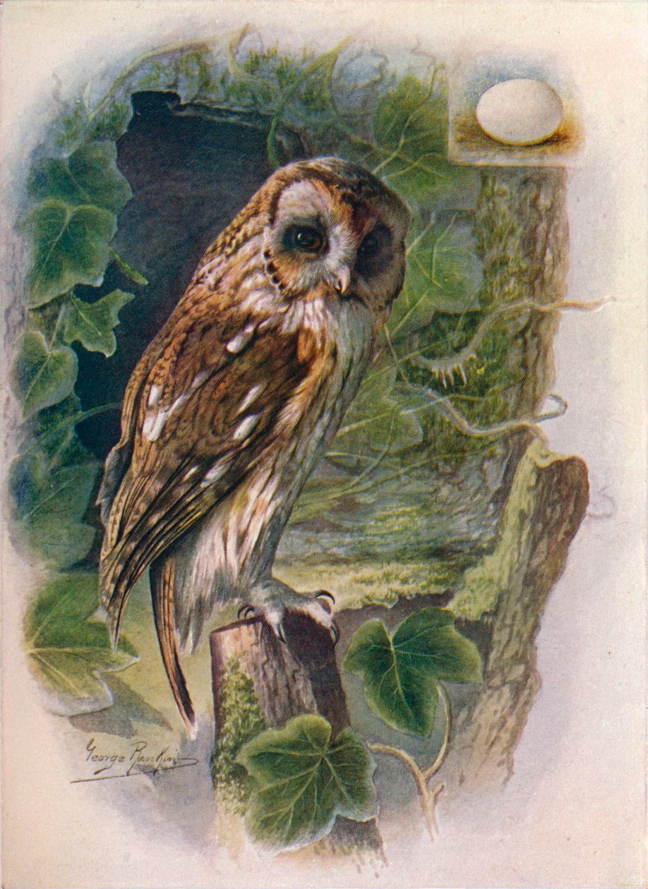 Kahverengi Baykuş - Syrnium aluco, c1910, 1910 by George James Rankin