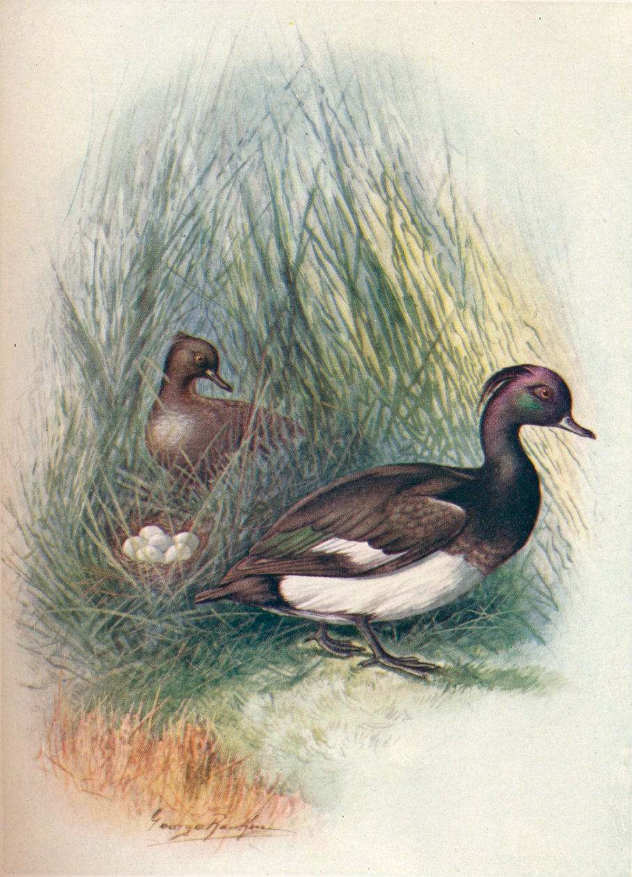 Tepeli Ördek - Fuligula cristata, c1910, 1910 by George James Rankin