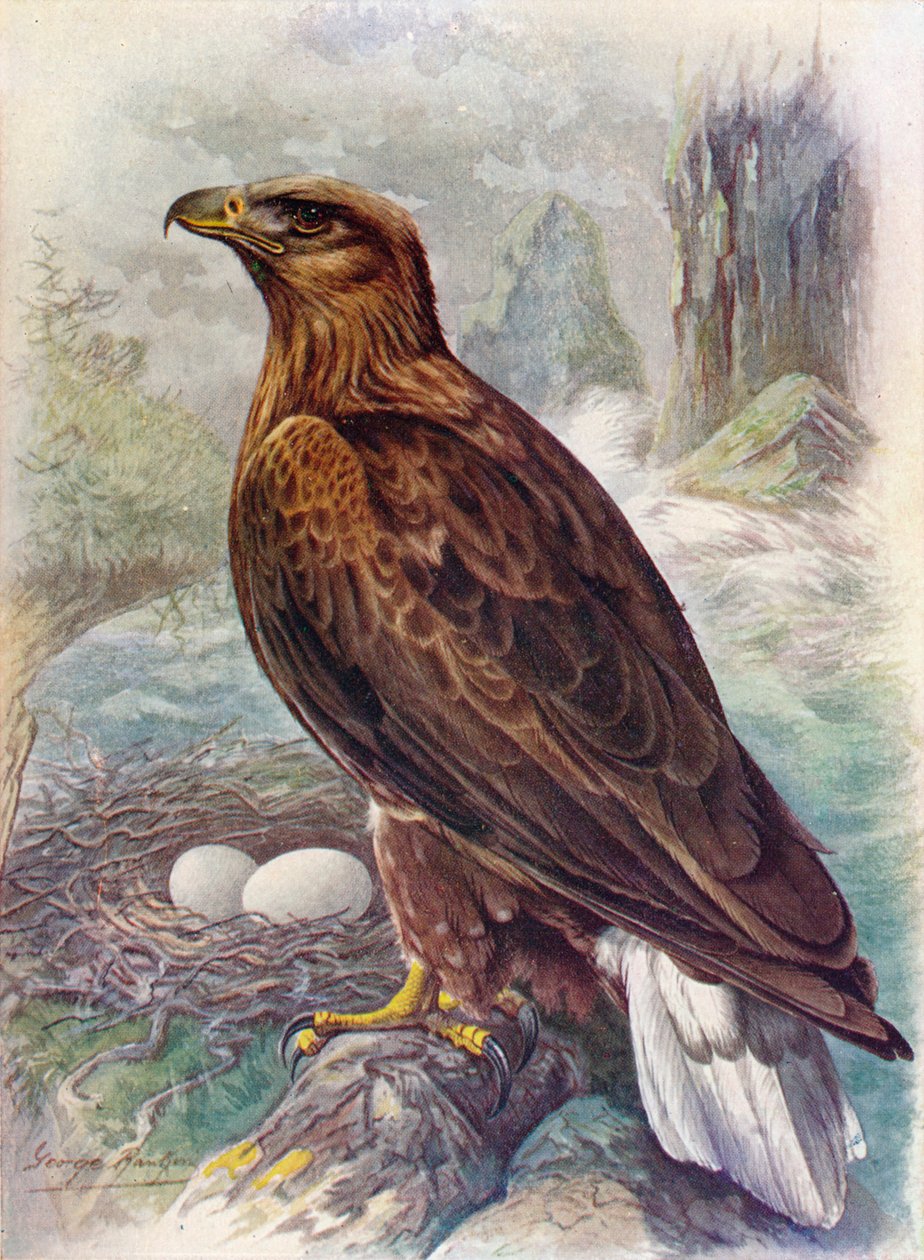 Ak Kuyruklu veya Deniz Kartalı - Haliaetus albicilla, c1910, 1910 by George James Rankin