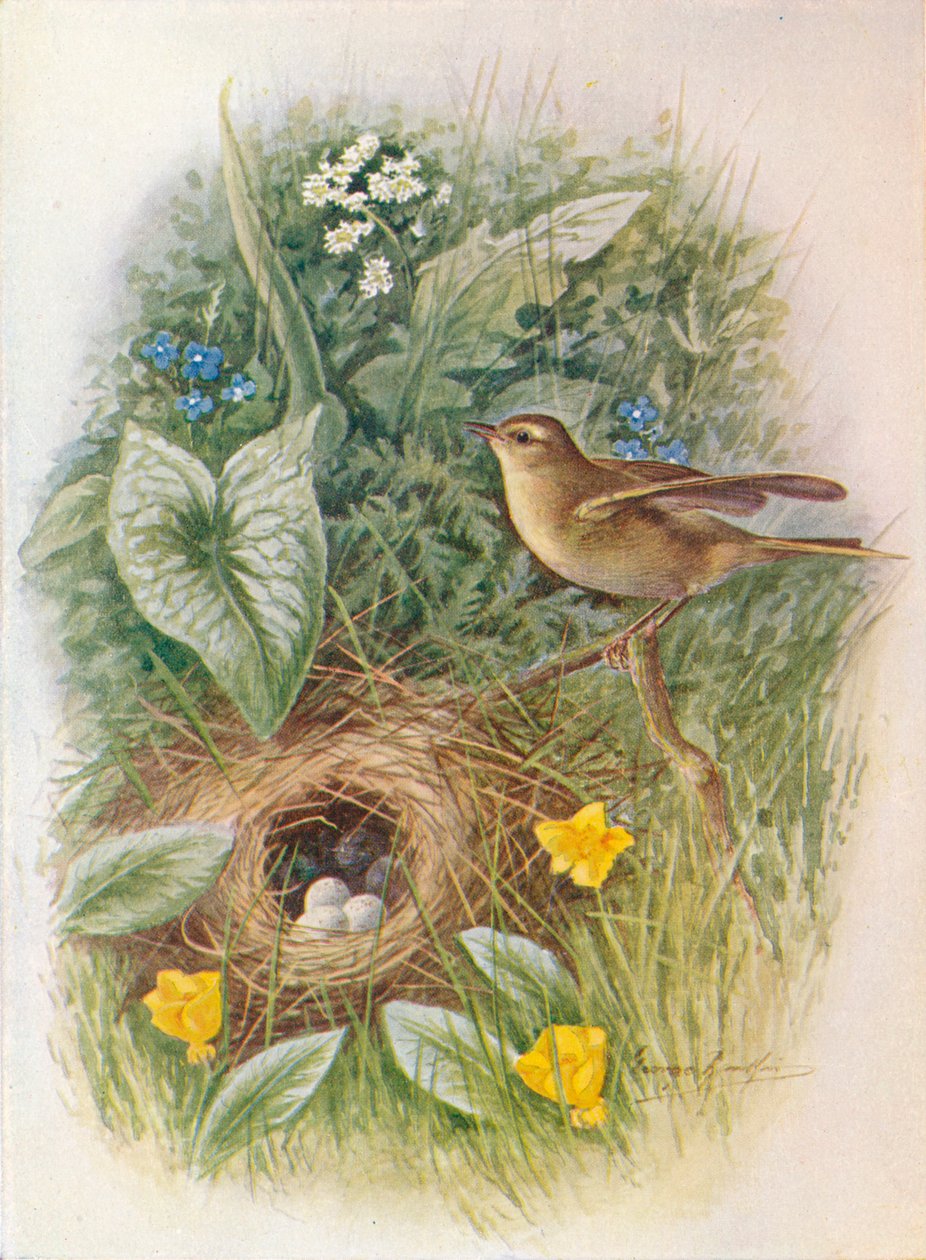Willow-Wren - Phylloscopus trochilus, c1910, 1910 by George James Rankin